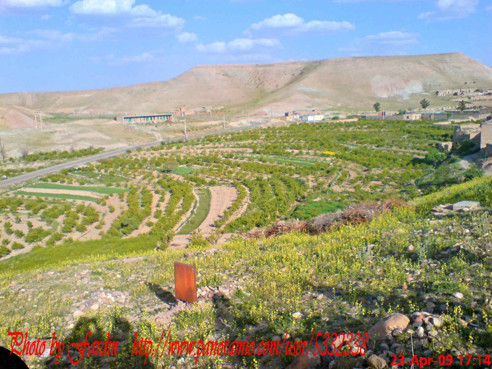 مزارع زرشک روستای کلاته بالا