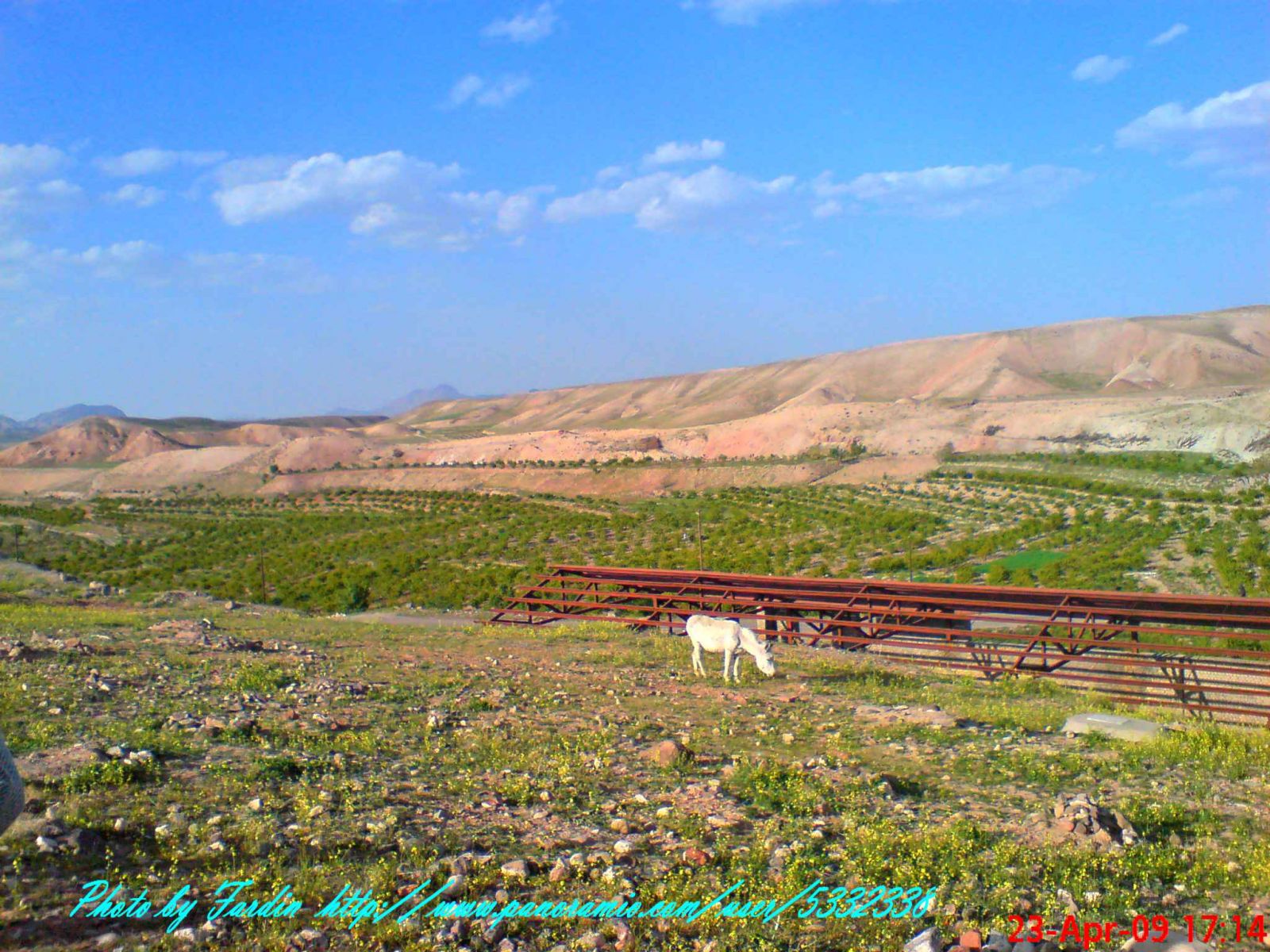 مزارع زرشک روستای کلاته بالا